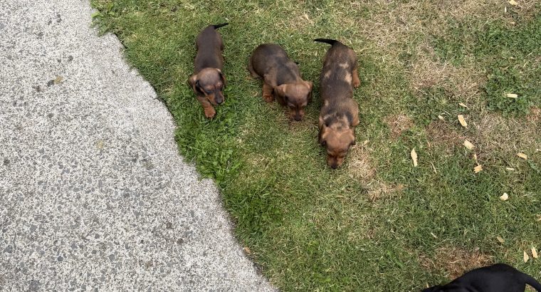 Purebred dachshund puppies