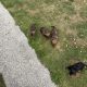 Purebred dachshund puppies