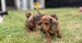 Purebred dachshund puppies