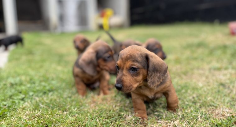Purebred dachshund puppies