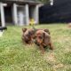 Purebred dachshund puppies