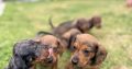 Purebred dachshund puppies