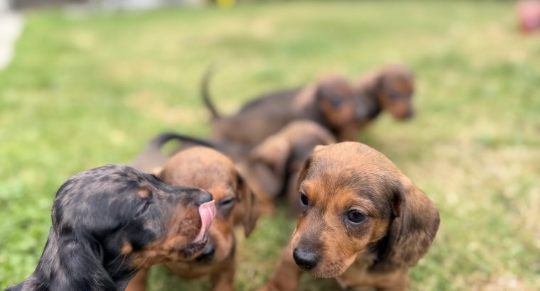 Purebred dachshund puppies