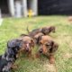 Purebred dachshund puppies