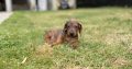 Purebred dachshund puppies
