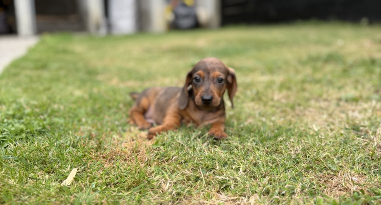 Purebred dachshund puppies