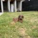 Purebred dachshund puppies