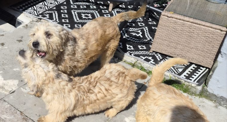 Glen of amaal pups two bitches