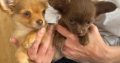 Tiny Chihuahua pups for sale IKC REGISTERED