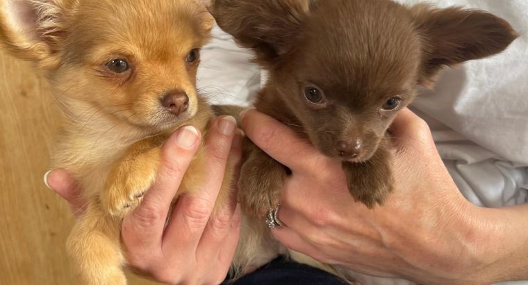 Tiny Chihuahua pups for sale IKC REGISTERED