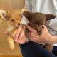 Tiny Chihuahua pups for sale IKC REGISTERED