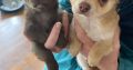 Tiny Chihuahua pups for sale IKC REGISTERED