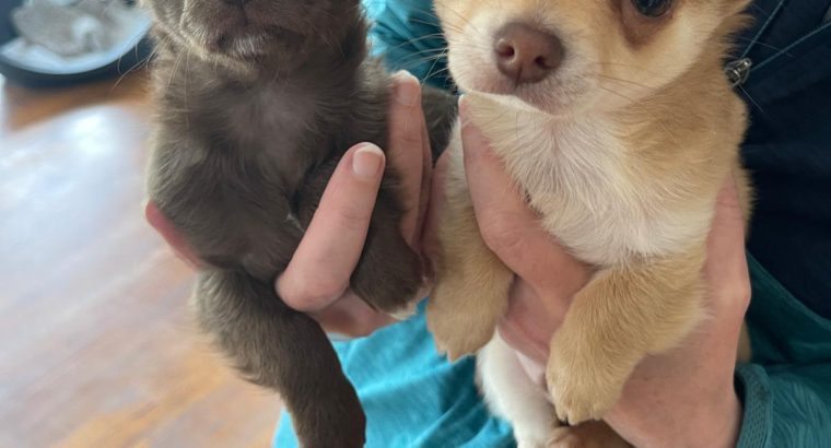 Tiny Chihuahua pups for sale IKC REGISTERED
