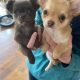 Tiny Chihuahua pups for sale IKC REGISTERED