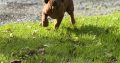 Rhodesian ridgeback puppies