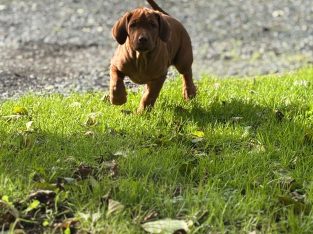 Rhodesian ridgeback puppies