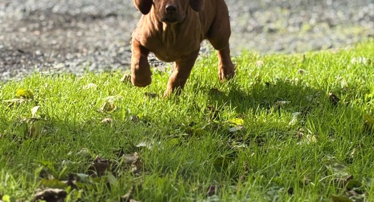 Rhodesian ridgeback puppies