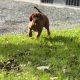 Rhodesian ridgeback puppies
