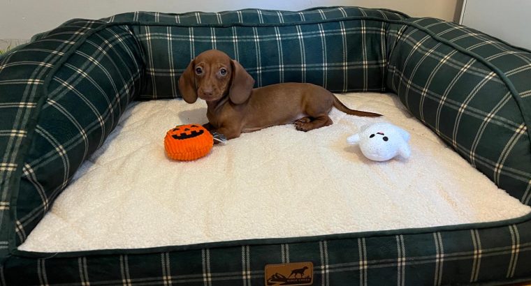 Beautiful mini Dachshunds puppies ðŸ¾ðŸ¾