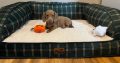 Beautiful mini Dachshunds puppies ðŸ¾ðŸ¾