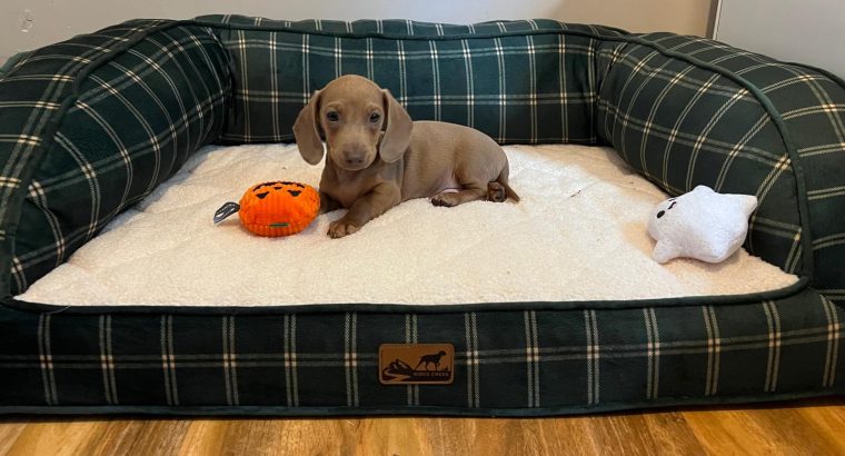 Beautiful mini Dachshunds puppies ðŸ¾ðŸ¾