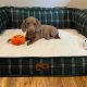 Beautiful mini Dachshunds puppies ðŸ¾ðŸ¾