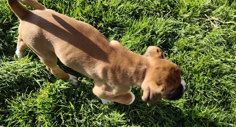 Boxer puppy