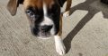 Boxer puppy