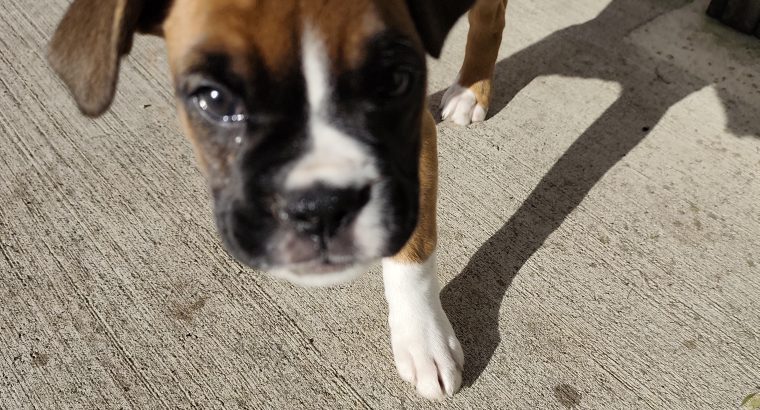 Boxer puppy