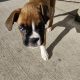 Boxer puppy