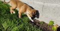 Boxer puppy