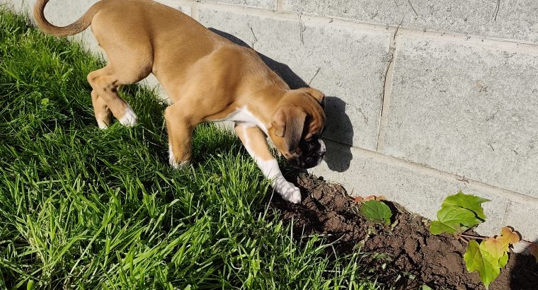Boxer puppy