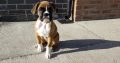 Boxer puppy