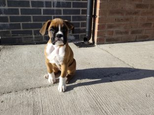 Boxer puppy