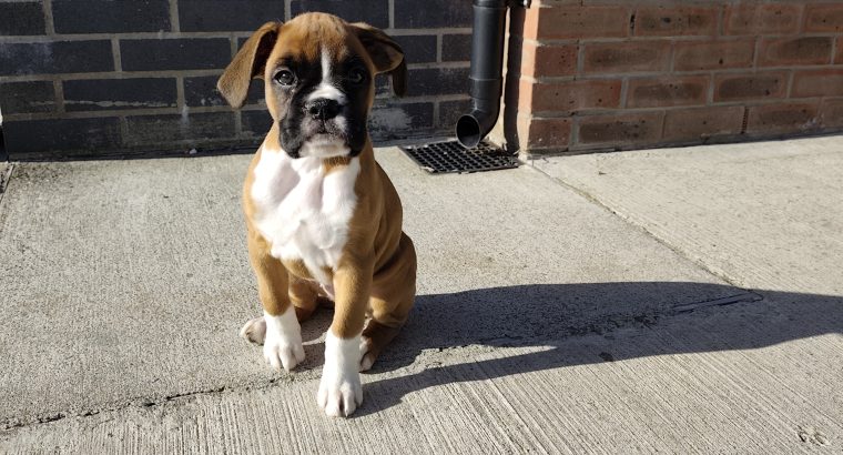 Boxer puppy