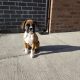 Boxer puppy