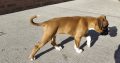 Boxer puppy