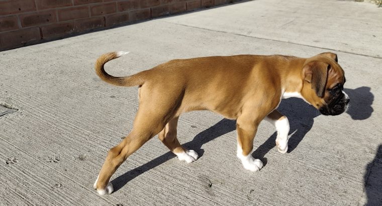 Boxer puppy