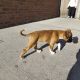 Boxer puppy