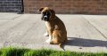 Boxer puppy