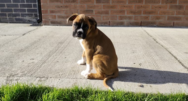 Boxer puppy