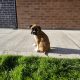 Boxer puppy