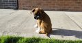 Boxer puppy
