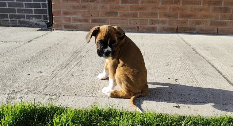 Boxer puppy