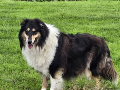 Rough-collie pups