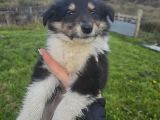 Rough-collie pups