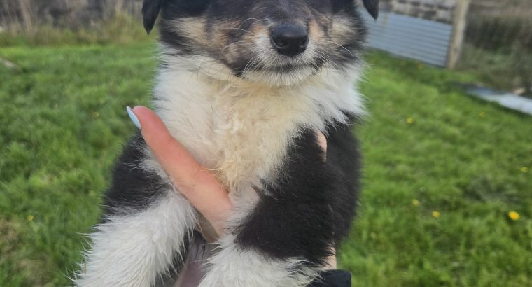 Rough-collie pups