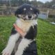 Rough-collie pups