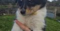 Rough-collie pups