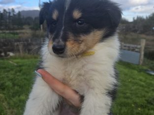 Rough-collie pups